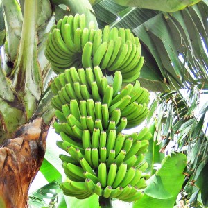 Bananenplantage bij Todoque, La Palma Bananenplantage bij Todoque, La Palma