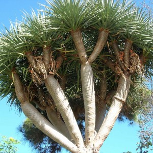 Drachenbaum (Draceana draco), La Palma