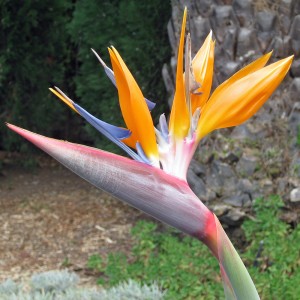 Gele bloem tuin Casa Pedregales, La Palma