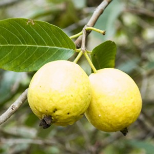 Guave boom tuin vakantiehuis La Palma
