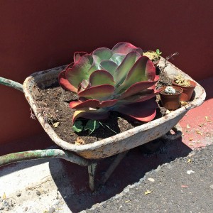 Kruiwagen met vetplant, wandeling naar Le Balcon op La Palma