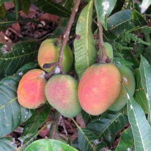 Mango boom vakantiehuis Los Llanos de Aridane, La Palma