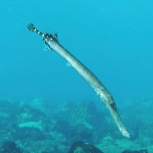 Murene, duiken op La Palma
