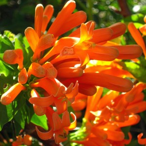 Oranje bloempjes, tuin La Palma