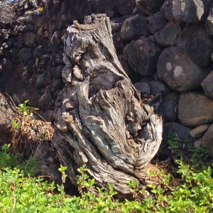 Oude olijfboom, tuin La palma Oude olijfboom, tuin La palma