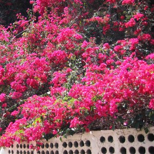 Prachtige bougainvillea op witte muur, La Palma