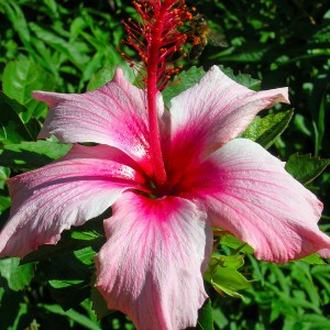 Roze bloem tuin Los llanos de Aridane, La Palma