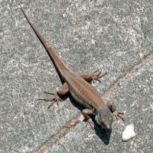 Salamander bij vakantiewoning La Palma