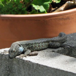 Salamander op bloembak vakantiehuis La Palma