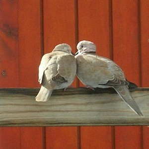 Lovebirds auf einem Zaun von La Cumbrecita, La Palma