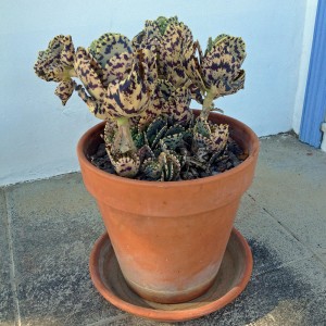 Sukkulenten im Topf Vermietung Pedregales Casa La Palma