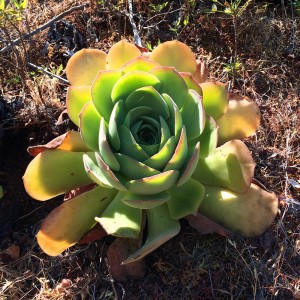 Vetplant tuin vakantiewoning Los Llanos de Aridane, La Palma