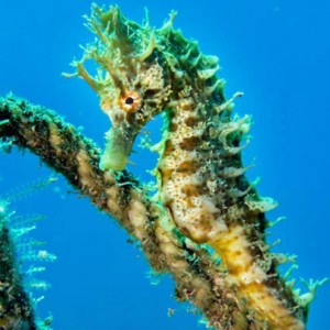 Zeepaardje duiken La Palma