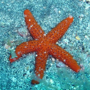 Zeester, duiken La Palma