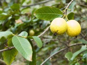 Guave tree