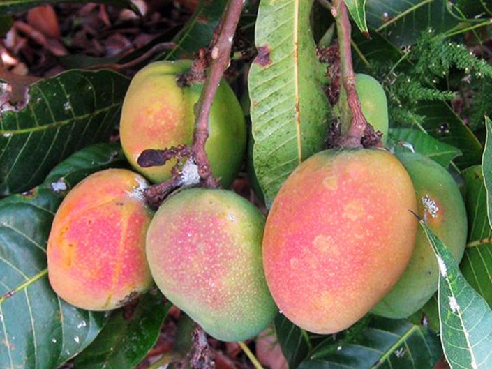 Mango Baum