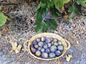 Fig harvest